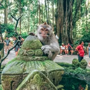 Bali & Gili: avventure tra templi e spiagge tropicali - Giorno 3: Ubud autentica e Monkey Forest