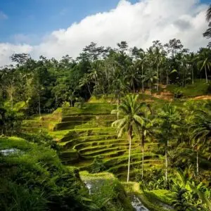Bali & Gili: avventure tra templi e spiagge tropicali - Giorno 6: Lago e risaie UNESCO