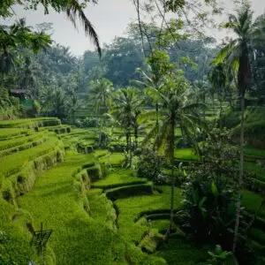 Bali & Gili: avventure tra templi e spiagge tropicali - Giorno 6: Lago e risaie UNESCO