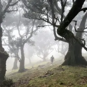 Madeira: tra scogliere, cascate e piscine naturali - Giorno 5: Fanal Forest e Cascata dos Anjos